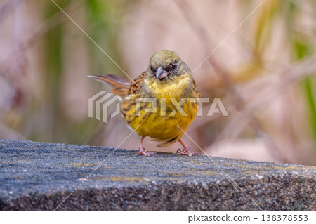Black-faced bunting walking on the ground 138378553