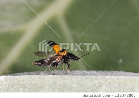 Living creatures, insects: *Tsumagurokohanakometsuki* (a type of click beetle), preparing to fly. Only the elytra (forewings) have orange coloration; the body is almost entirely black. Living creatures, insects: *Tsumagurokohanakometsuki* (a type of click beetle), preparing to fly. Only the elytra (forewings) have orange coloration; the body is almost entirely black. 138378805
