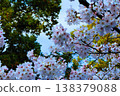 Looking up at the cherry blossoms in full bloom, a colorful landscape. 138379088
