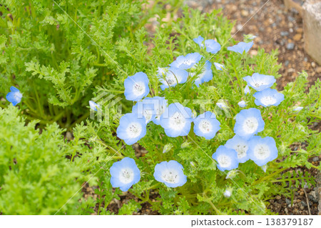 A flowerbed where nemophila flowers are blooming. A flowerbed where nemophila flowers are blooming. 138379187
