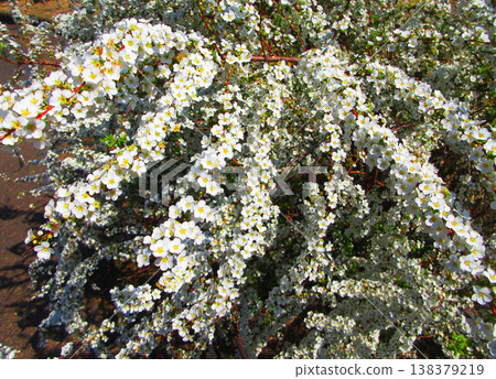 A beautiful scene of spirea flowers (Adachi City Urban Agricultural Park, Tokyo) A beautiful scene of spirea flowers (Adachi City Urban Agricultural Park, Tokyo) 138379219