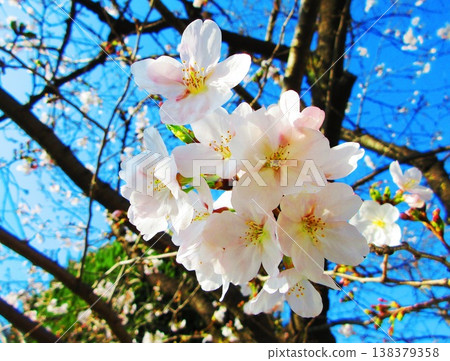 A beautiful scene of cherry blossoms in full bloom (photographed in 2026) A beautiful scene of cherry blossoms in full bloom (photographed in 2026) 138379358