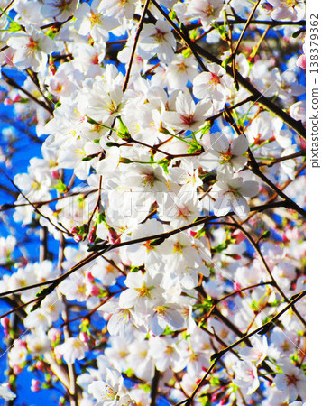 A beautiful scene of cherry blossoms in full bloom (photographed in 2026) 138379362