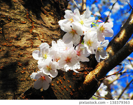 A beautiful scene of cherry blossoms in full bloom (photographed in 2026) A beautiful scene of cherry blossoms in full bloom (photographed in 2026) 138379363