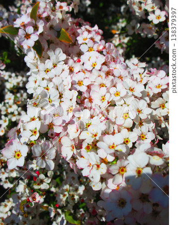 A beautiful scene of spirea flowers (Adachi City Urban Agricultural Park, Tokyo) A beautiful scene of spirea flowers (Adachi City Urban Agricultural Park, Tokyo) 138379397