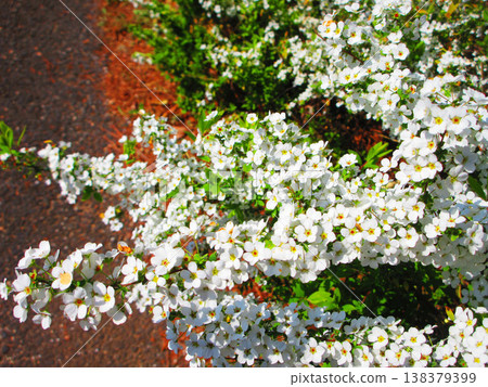 A beautiful scene of spirea flowers (Adachi City Urban Agricultural Park, Tokyo) A beautiful scene of spirea flowers (Adachi City Urban Agricultural Park, Tokyo) 138379399