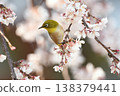 Japanese white-eyes are distracted by the cherry blossoms. 138379441