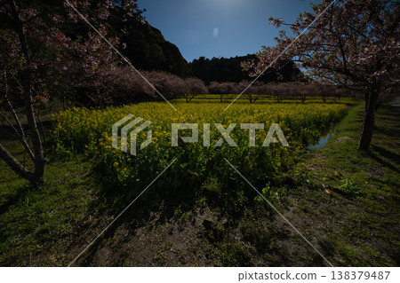 河津櫻花和岩井堰的油菜田 [春日景象] 138379487