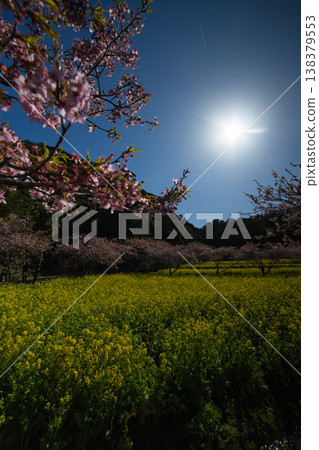 Kawazu cherry blossoms and rapeseed fields at Iwai Weir [Spring Image] 138379553