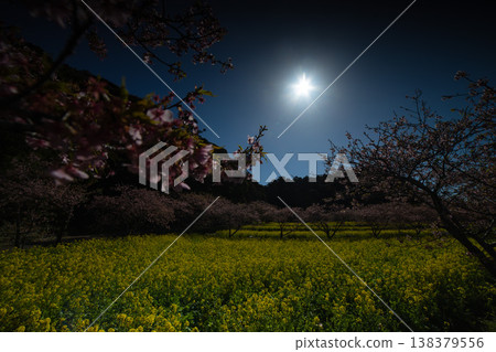 河津櫻花和岩井堰的油菜田 [春日景象] 138379556