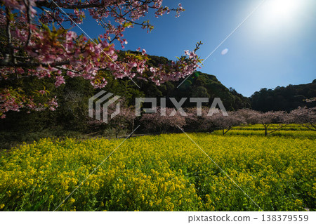 Kawazu cherry blossoms and rapeseed fields at Iwai Weir [Spring Image] 138379559