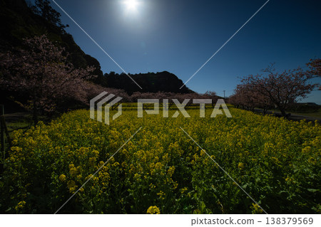 Kawazu cherry blossoms and rapeseed fields at Iwai Weir [Spring Image] 138379569