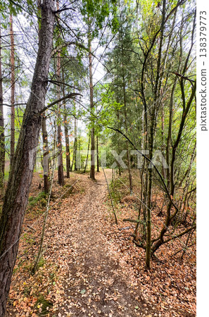 Rijkevorsel, Antwerpse Kempen, Belgium, Tranquil woodland route with filtered sunlight and fallen Rijkevorsel, Antwerpse Kempen, Belgium, Tranquil woodland route with filtered sunlight and fallen 138379773