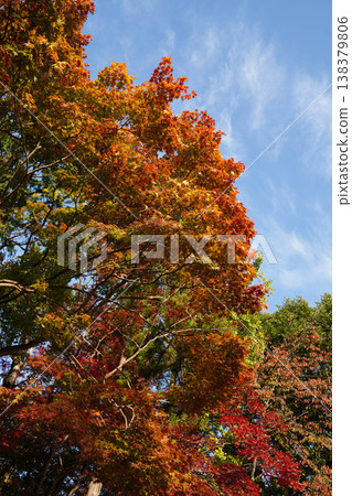 Autumn leaves of maple trees in the grounds of Kamigamo Shrine Autumn leaves of maple trees in the grounds of Kamigamo Shrine 138379806