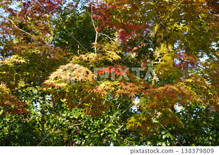 Autumn leaves of maple trees in the grounds of Kamigamo Shrine Autumn leaves of maple trees in the grounds of Kamigamo Shrine 138379809