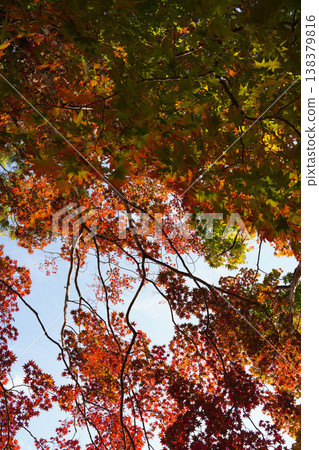 Autumn leaves of maple trees in the grounds of Kamigamo Shrine Autumn leaves of maple trees in the grounds of Kamigamo Shrine 138379816
