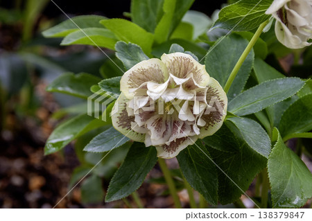 Christmas rose petals decorating a winter garden Christmas rose petals decorating a winter garden 138379847