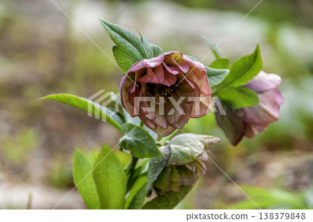 Christmas rose petals decorating a winter garden 138379848