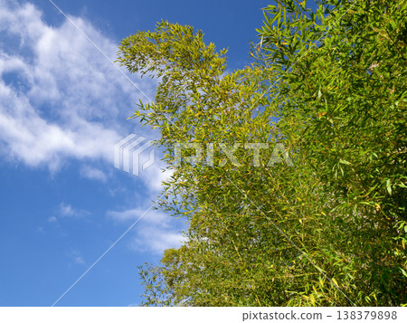 Blue sky and bamboo forest plants Blue sky and bamboo forest plants 138379898