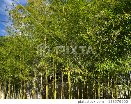 藍天和竹林 138379900