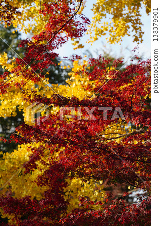 上賀茂神社內的金黃色銀杏葉和紅色楓葉。 138379901