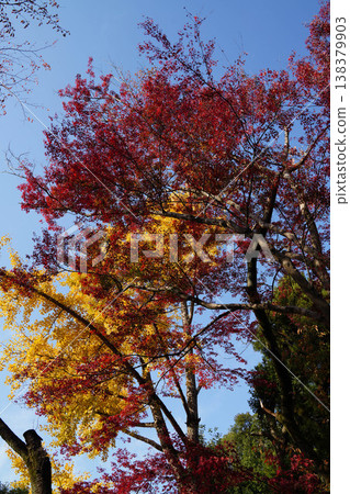 The yellow ginkgo leaves and red maple leaves in the grounds of Kamigamo Shrine The yellow ginkgo leaves and red maple leaves in the grounds of Kamigamo Shrine 138379903