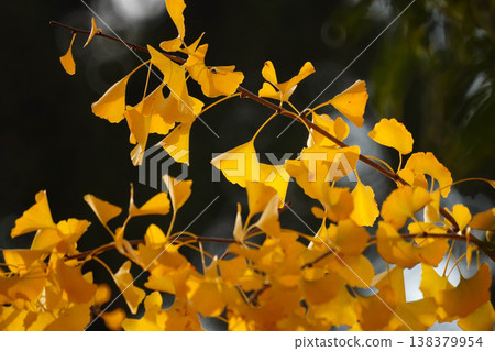 Yellowing ginkgo leaves in the grounds of Kamigamo Shrine Yellowing ginkgo leaves in the grounds of Kamigamo Shrine 138379954