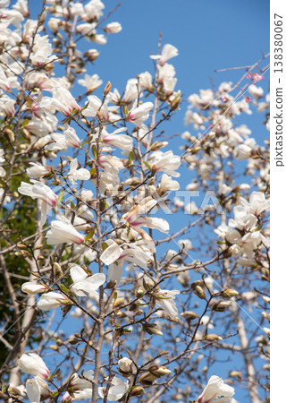 White magnolia blossoms in the blue sky 138380067