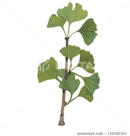 Ginkgo Leaves Branch Illustration 138380101