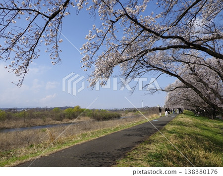 The cherry blossom trees along the Tama River, the fresh greenery, and the people gathered there. The cherry blossom trees along the Tama River, the fresh greenery, and the people gathered there. 138380176