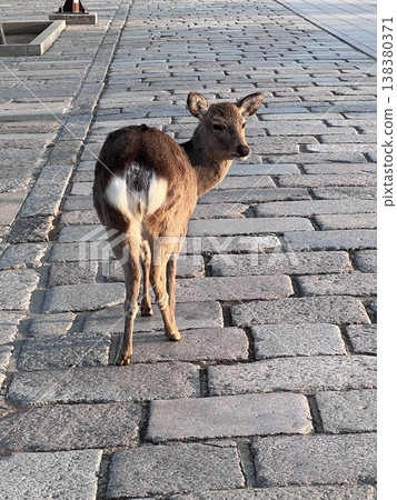 Wild deer that inhabit Nara Wild deer that inhabit Nara 138380371