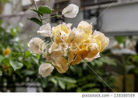 橙色九重葛 [紫茉莉科] 138380589