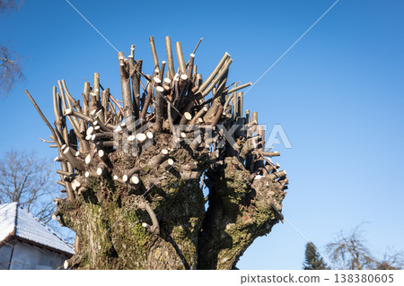 Pollarded Tree Trunk With Freshly Cut Branches Against Clear Blue Sky 138380605
