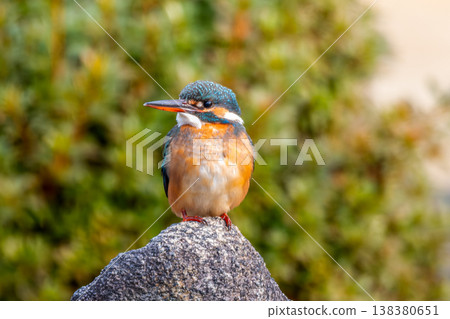 翠鳥棲息在岩石上 翠鳥棲息在岩石上 138380651