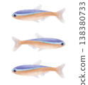 Three Blue-Striped Tropical Fish Illustration 138380733