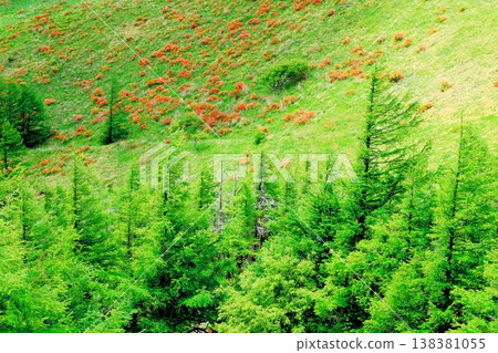 Utsukushigahara Plateau in June: Scenery around Takeshi Peak; Shinshu landscape Utsukushigahara Plateau in June: Scenery around Takeshi Peak; Shinshu landscape 138381055