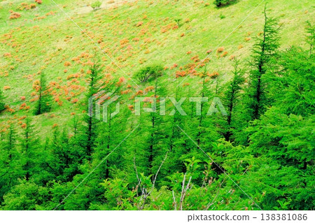 Utsukushigahara Plateau in June: Scenery around Takeshi Peak; Shinshu landscape Utsukushigahara Plateau in June: Scenery around Takeshi Peak; Shinshu landscape 138381086