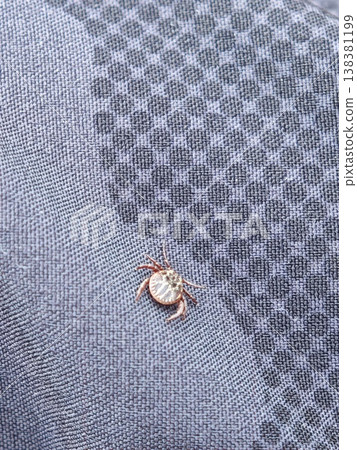 Close-up macro photo of a tick Close-up macro photo of a tick 138381199