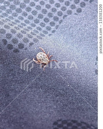 Close-up of a tick on blue fabric Close-up of a tick on blue fabric 138381200