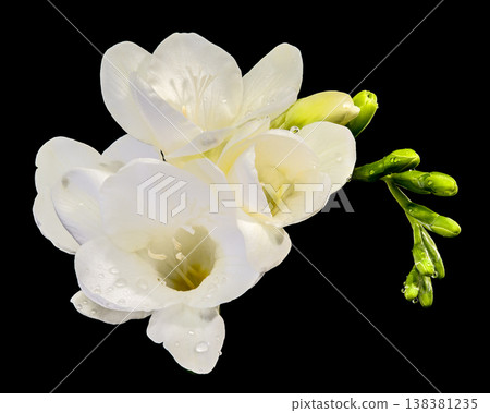 Macro of white freesia flowers and green buds with water drops isolated on black background Macro of white freesia flowers and green buds with water drops isolated on black background 138381235