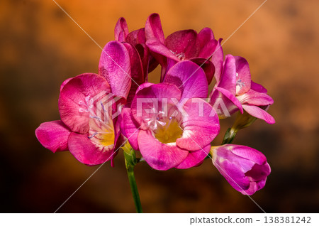 Macro of vibrant pink freesia flowers with water droplets on textured brown background 138381242