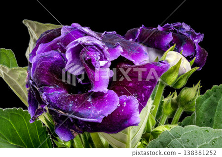 Close up of vibrant purple velvet Gloxinia flowers with green leaves Close up of vibrant purple velvet Gloxinia flowers with green leaves 138381252