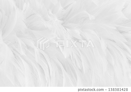Beautiful white grey bird feathers pattern texture background. Beautiful white grey bird feathers pattern texture background. 138381428