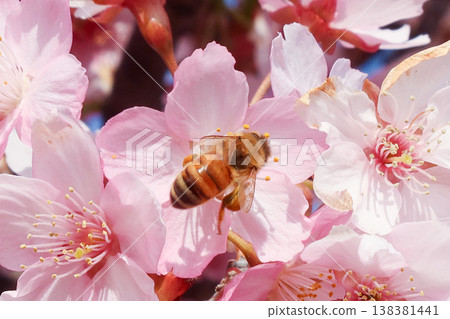 Bees sucking nectar from cherry blossoms in full bloom Bees sucking nectar from cherry blossoms in full bloom 138381441
