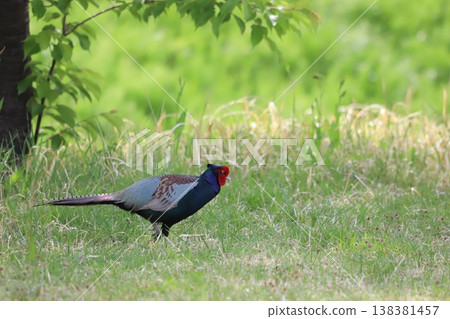 A pheasant walking in the grassland 138381457