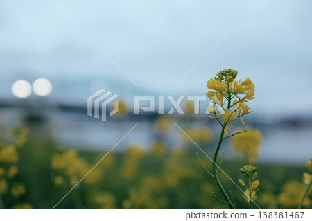 on the riverbed in the morning on the riverbed in the morning 138381467