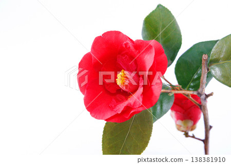 Red camellia flower against a white background Red camellia flower against a white background 138381910