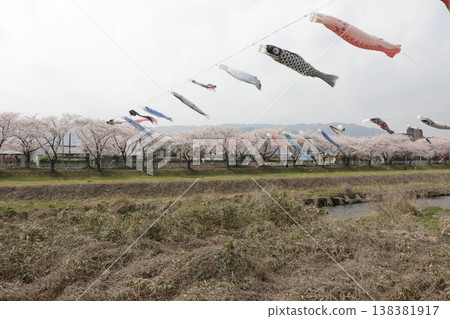 岐阜縣樽井町的鯉魚旗和櫻花 岐阜縣樽井町的鯉魚旗和櫻花 138381917