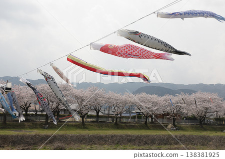 岐阜縣樽井町的鯉魚旗和櫻花 岐阜縣樽井町的鯉魚旗和櫻花 138381925