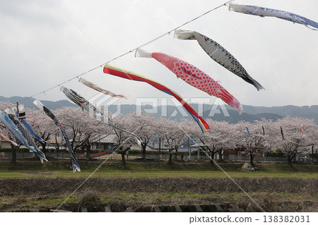 Cherry blossoms in full bloom and carp streamers in Tarui Town, Gifu Prefecture Cherry blossoms in full bloom and carp streamers in Tarui Town, Gifu Prefecture 138382031